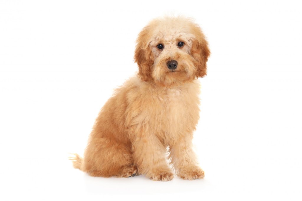 Therapy dog
