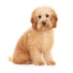 Therapy dog