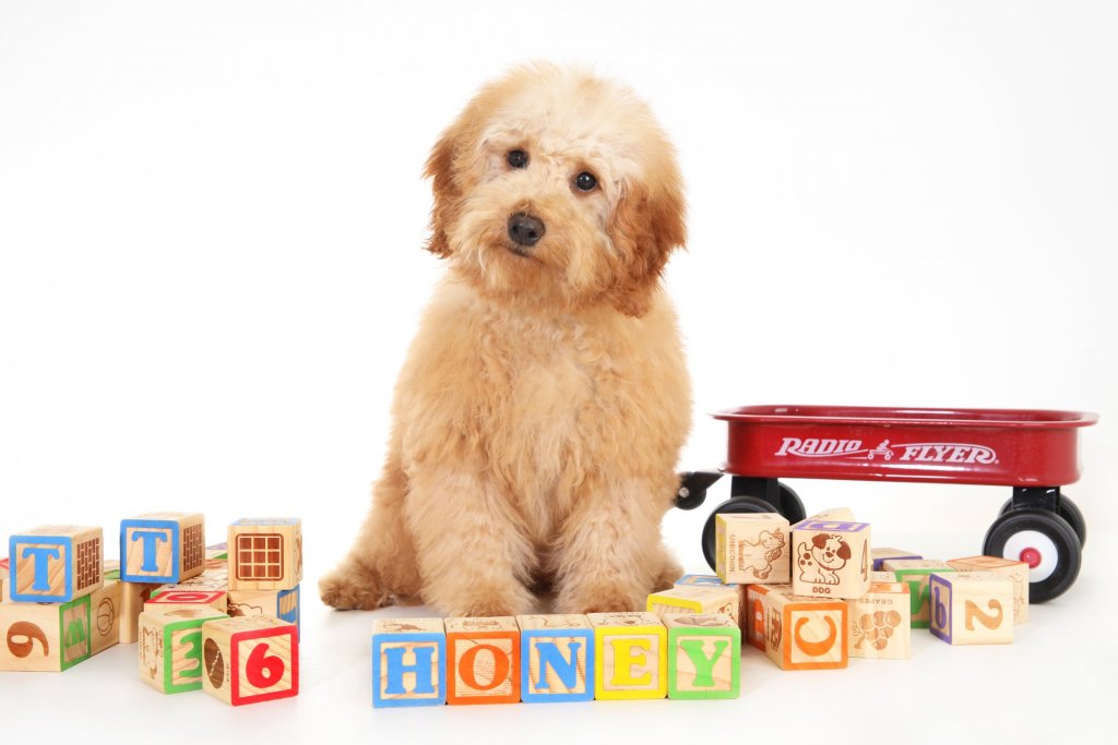Therapy dog