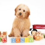 Therapy dog