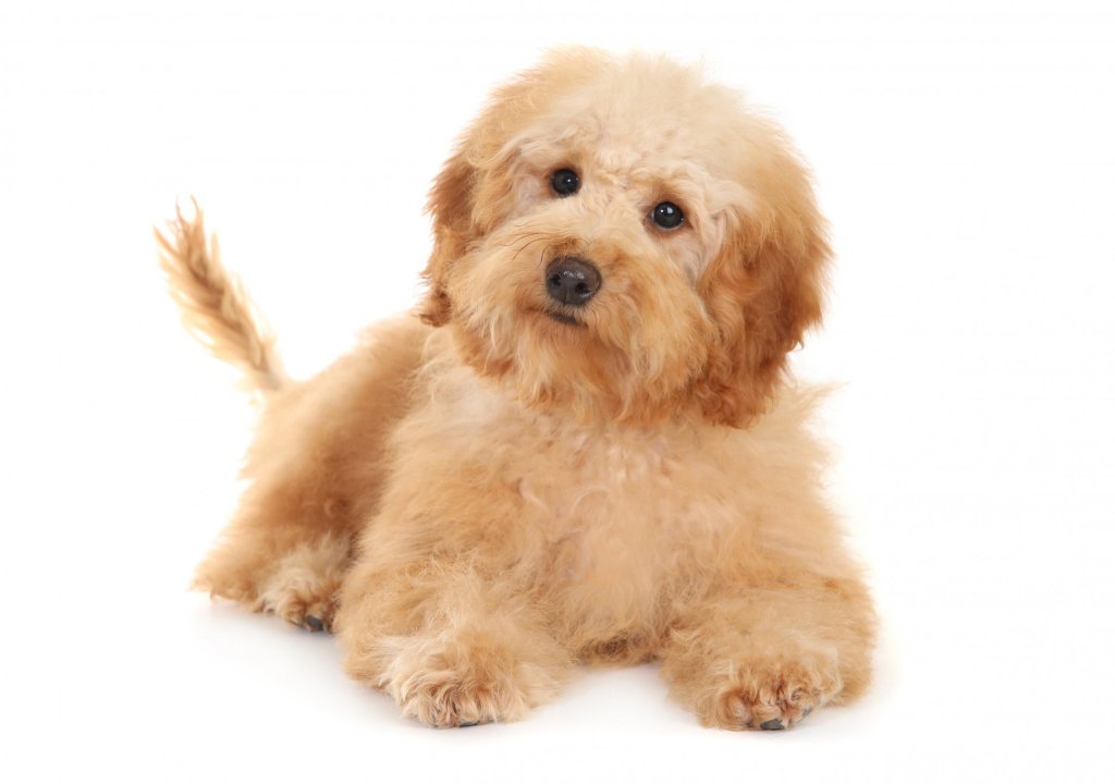 Therapy dog
