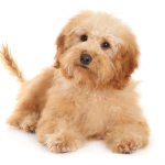 Therapy dog