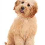 Therapy dog