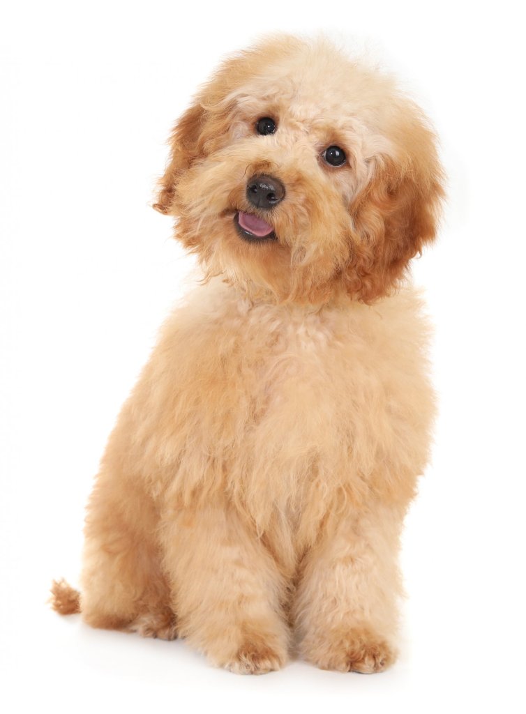 Therapy dog