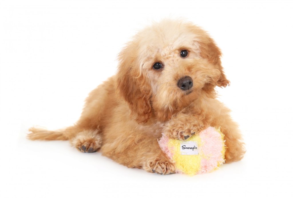 Therapy dog