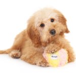 Therapy dog
