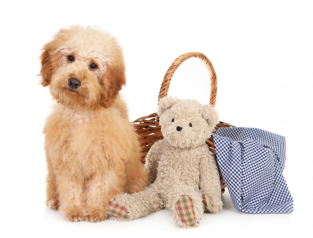 Therapy dog