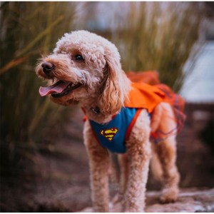 alpharetta_pediatric_dentist_therapy_dog