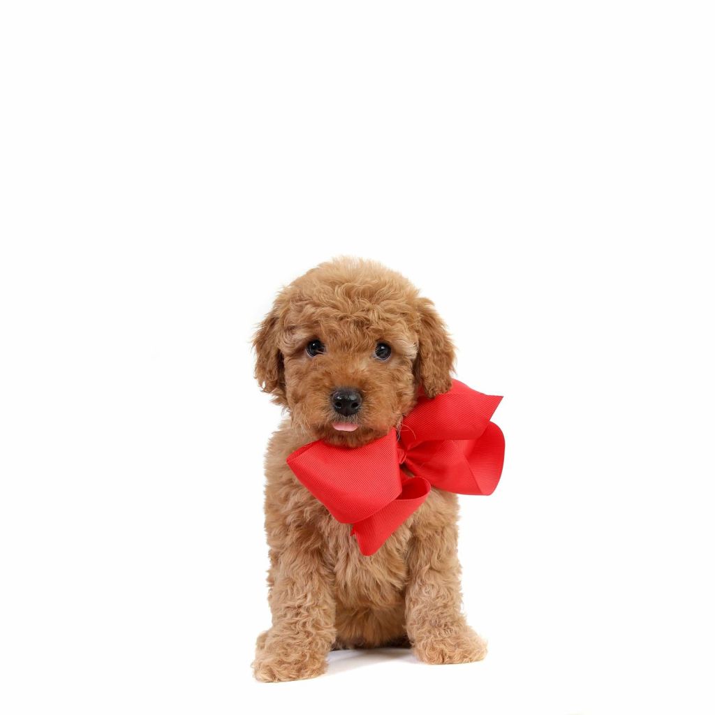 Therapy dog