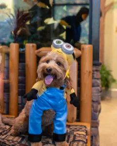 Our therapy dog